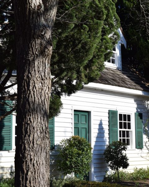 green tree near white and blue house
