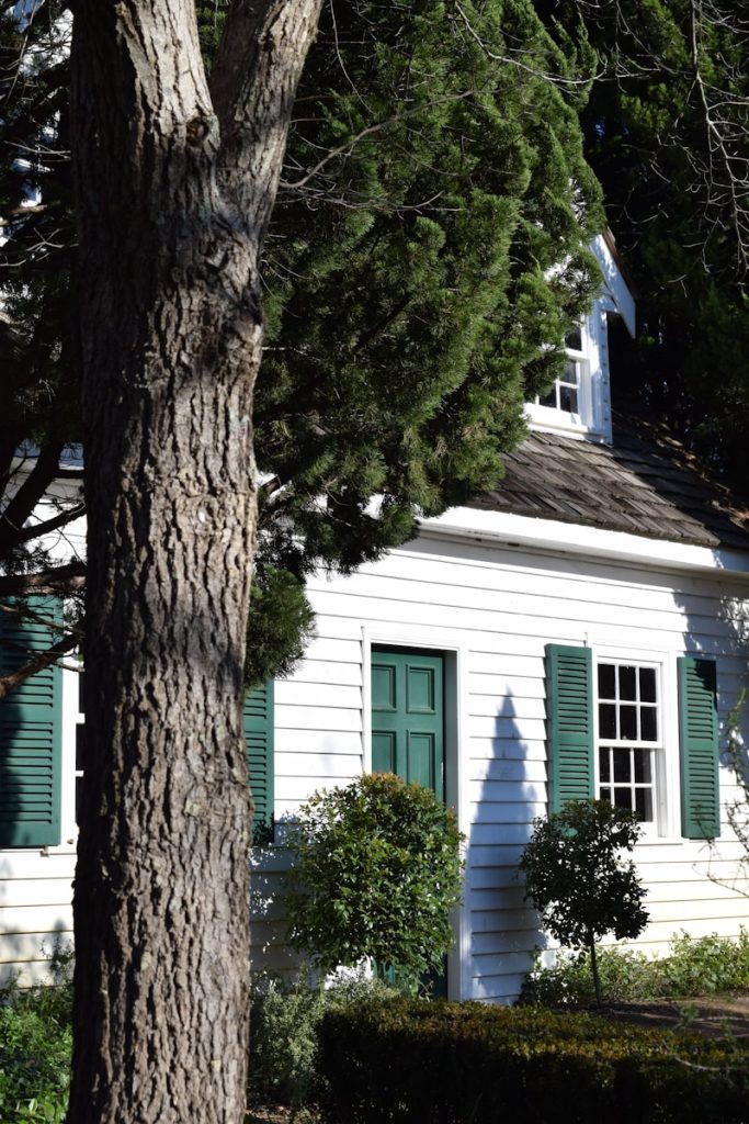 green tree near white and blue house