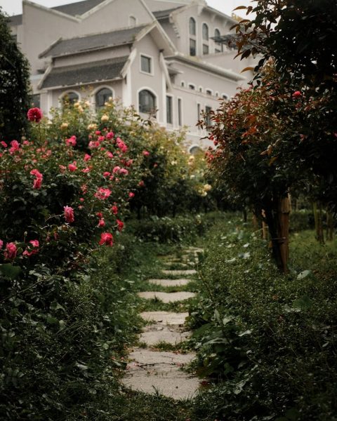 Charming garden pathway surrounded by colorful roses and greenery in a peaceful Vietnamese setting.