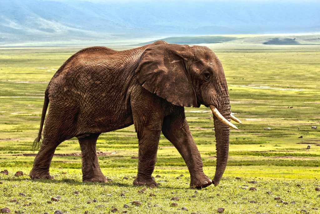 Luxe safari lodge met uitzicht op de savanne van de Serengeti tijdens de migratie