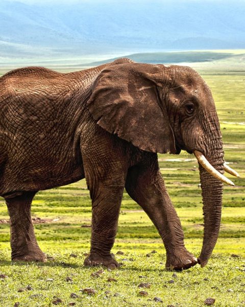 Luxe safari lodge met uitzicht op de savanne van de Serengeti tijdens de migratie