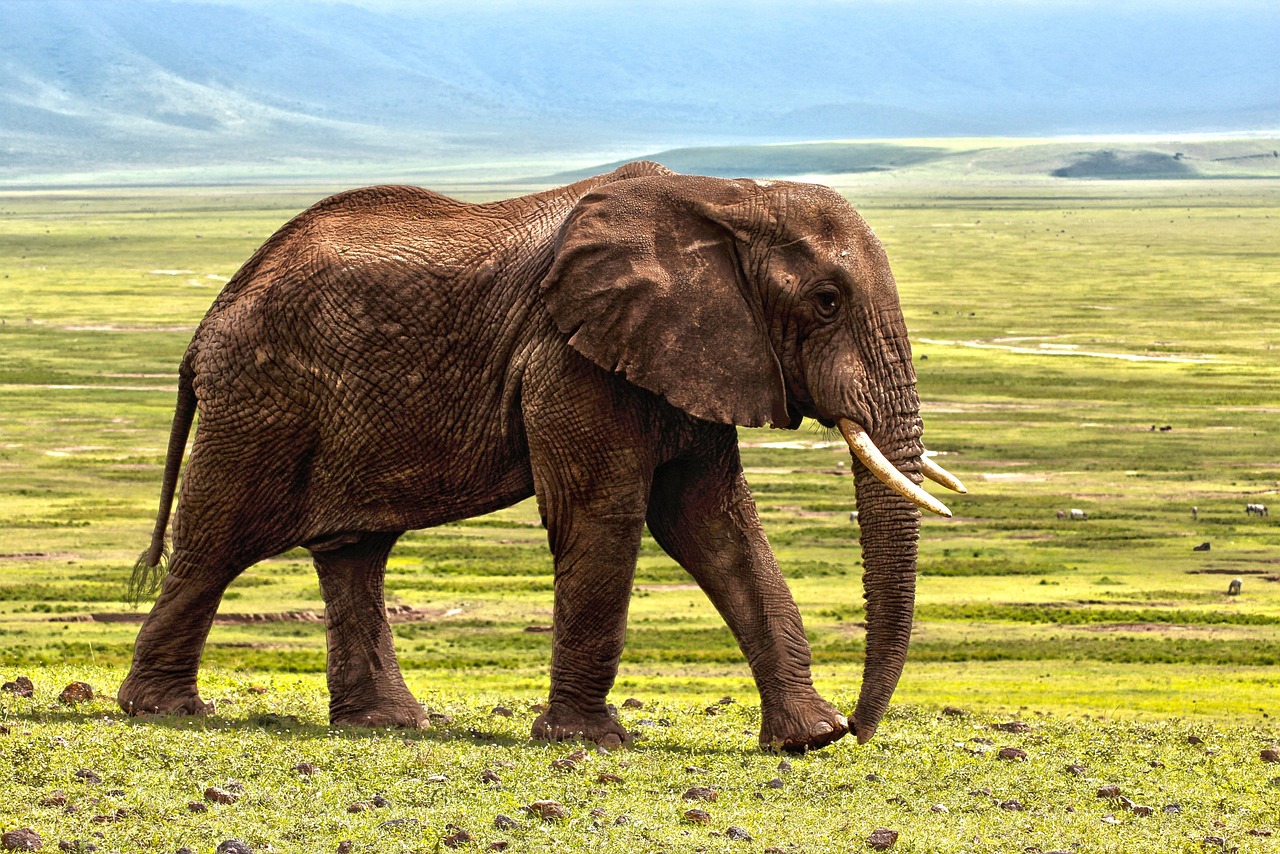 Luxe safari lodge met uitzicht op de savanne van de Serengeti tijdens de migratie