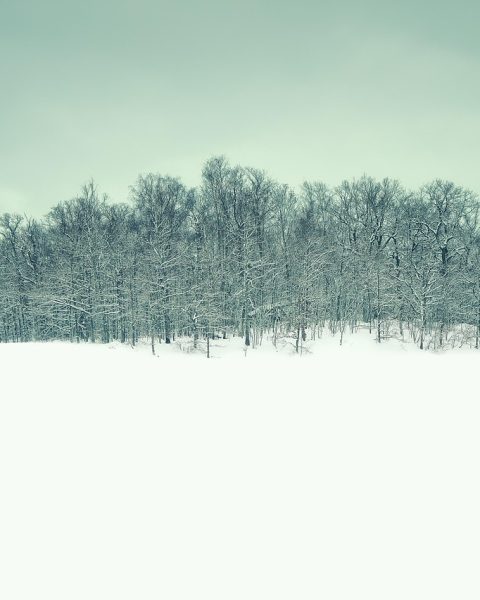 Besneeuwde dennenbossen in de Finse winter met een schemerblauw licht