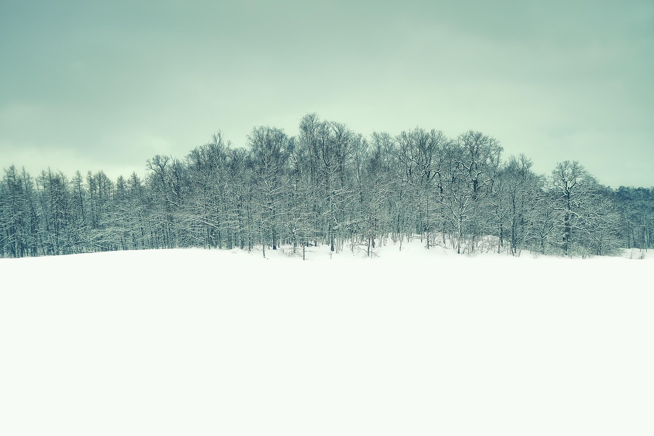 Besneeuwde dennenbossen in de Finse winter met een schemerblauw licht
