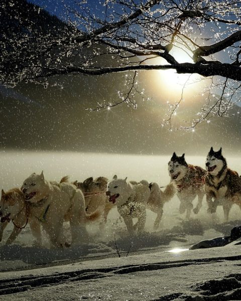 Musher op een slee door een besneeuwd bos in de Yukon, omgeven door dennenbomen en ijskoude poollucht