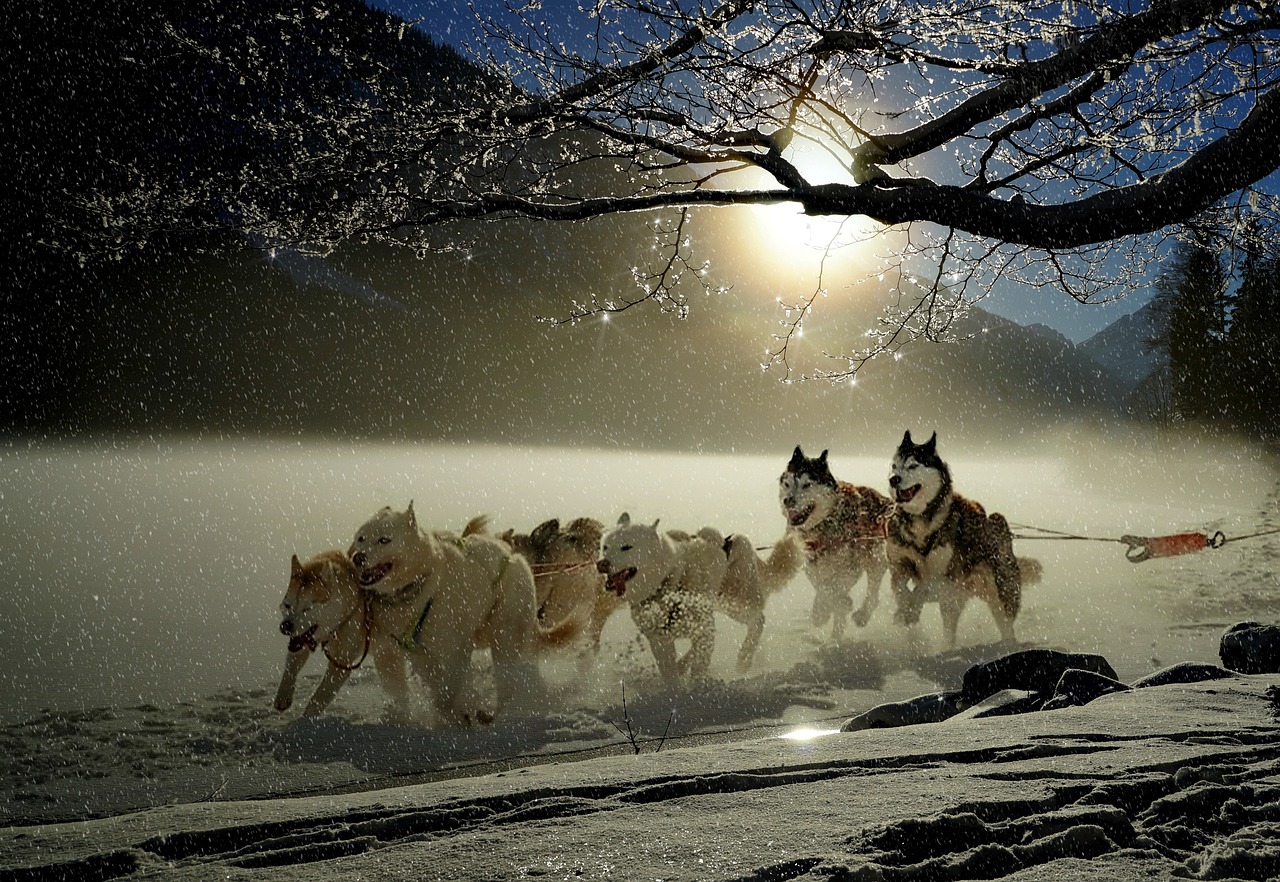 Musher op een slee door een besneeuwd bos in de Yukon, omgeven door dennenbomen en ijskoude poollucht