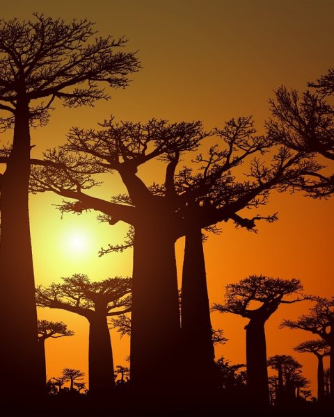 Rij majestueuze baobabbomen in het gouden avondlicht op Madagascar