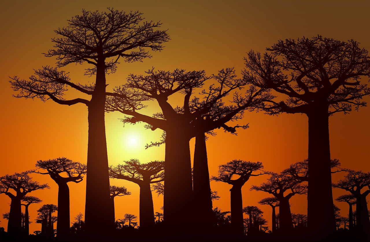 Rij majestueuze baobabbomen in het gouden avondlicht op Madagascar